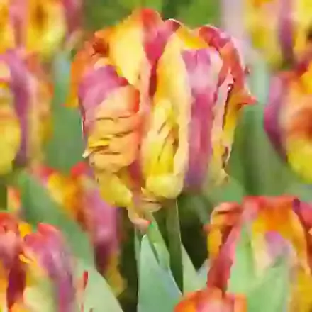 Rasta Parrot